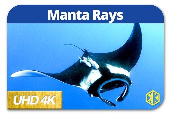 Manta Rays Thumbnail