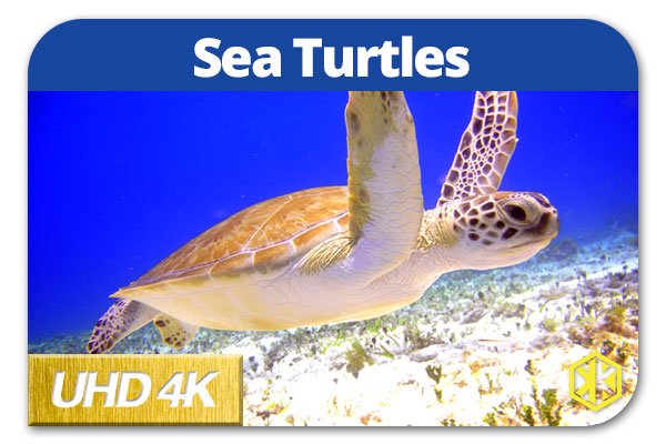 Sea Turtles Thumbnail