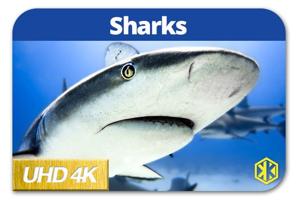 Sharks Mini Documentary