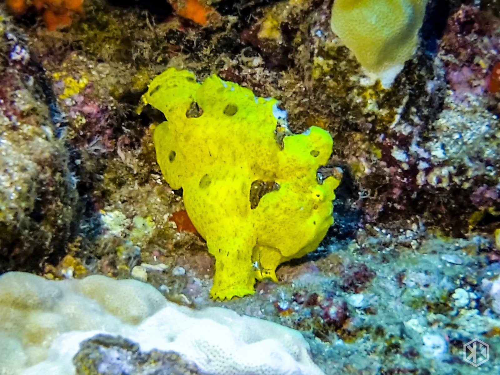Frogfish in Maui